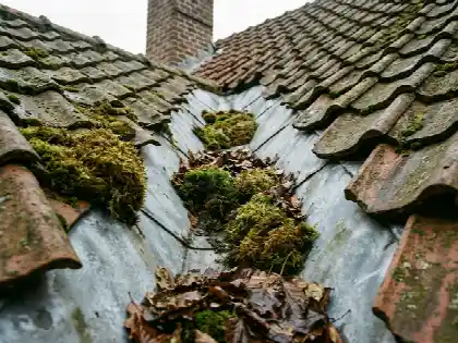 Noue en zinc encombrée de mousse et de feuilles entre deux versants de toiture