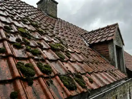 Tuiles en terre cuite couvertes d'une mousse épaisse encore gorgée d'eau après la pluie